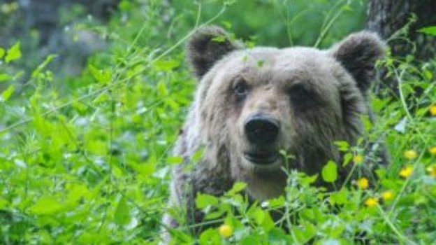 Uno studio rivela che l’orso marsicano è meno aggressivo dei suoi simili