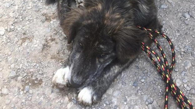 Cosa succede dopo un rifornimento? Si torna a casa con un cane!