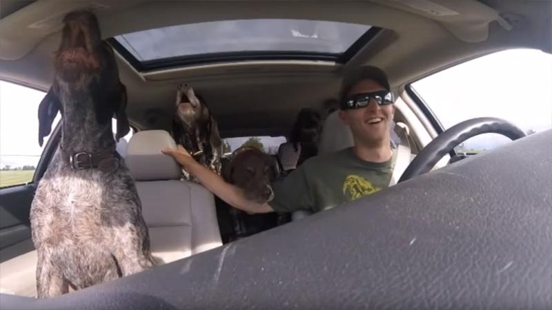 Riprende i suoi quattro cani in auto. La loro reazione, quando gli dice dove sono diretti, è fantastica!
