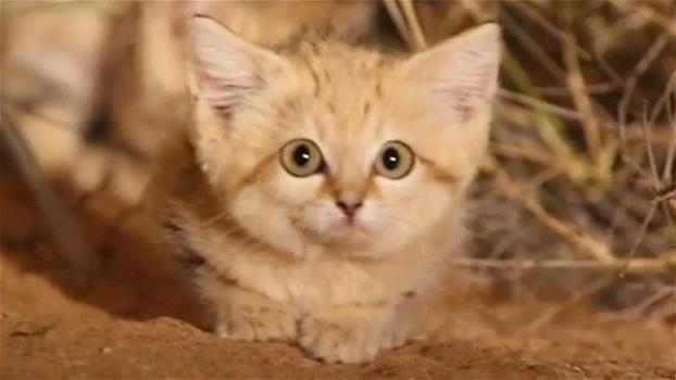 Marocco: ripresi per la prima volta alcuni “Gatti delle sabbie”
