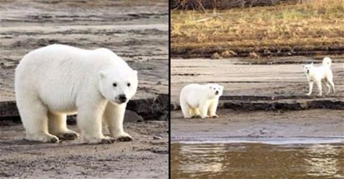 Orso polare ritrovato a 450 miglia dal suo habitat: è emergenza