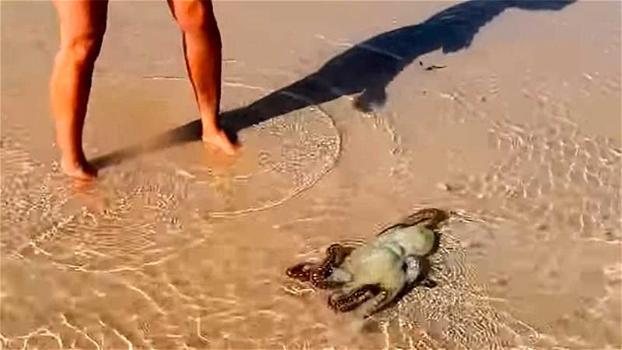 Salvano un polpo che si era arenato sulla spiaggia. La reazione del mollusco li lascia esterrefatti!