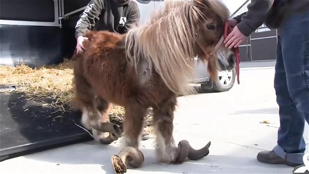 Un pony trascurato non può camminare per via dei suoi zoccoli. La sua trasformazione è commovente!
