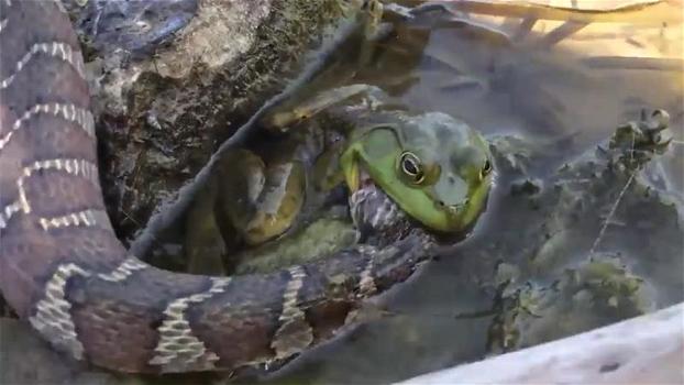 L’insolito pranzo di un anfibio: il rospo viene ripreso mentre divora un grosso serpente