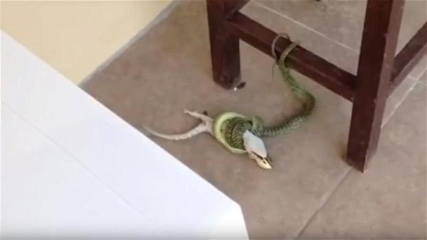 Riprende una scena terrificante all’esterno della casa: un serpente stringe nella sua morsa un geco