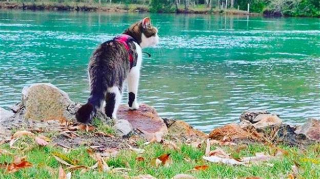Un gatto particolarmente curioso si unisce alla compagnia di alcuni cani