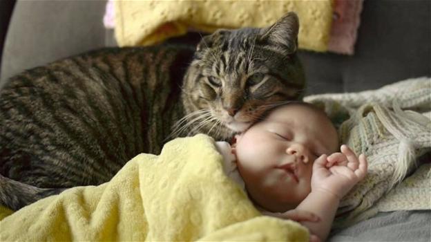 Il gatto di casa protegge i neonati dall’asma