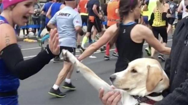 Incredibile: il cane Marty dà il cinque ai maratoneti newyorkesi