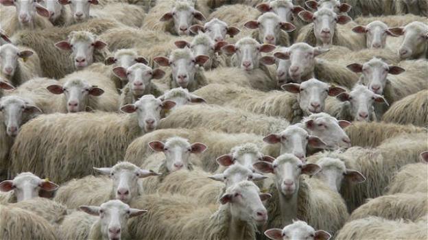 Cane da pastore riporta all’ovile le pecore: anzi, no! Dentro casa