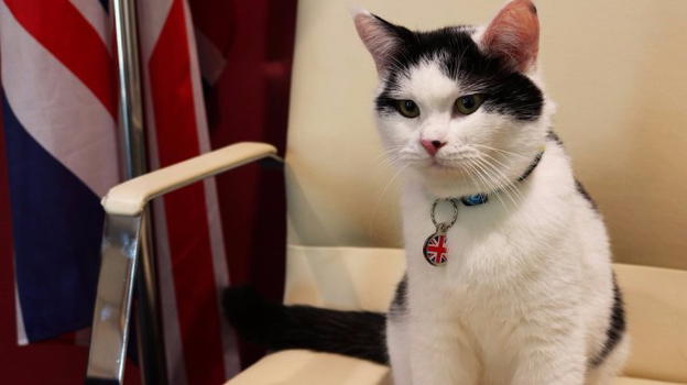 C’è pure il gatto diplomatico: è all’ambasciata inglese in Giordania