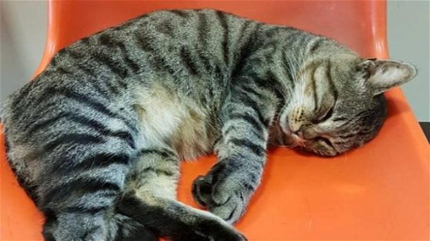 Il gatto Romeo non trova pace: via dall’ospedale, ora fugge da casa