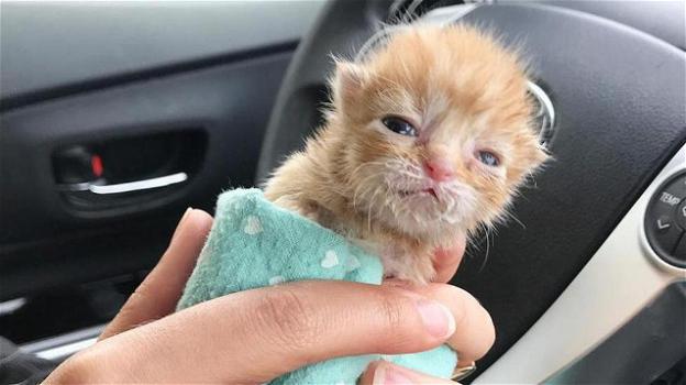 Un gattino è stato abbandonato appena nato: le sue foto sono tenerissime