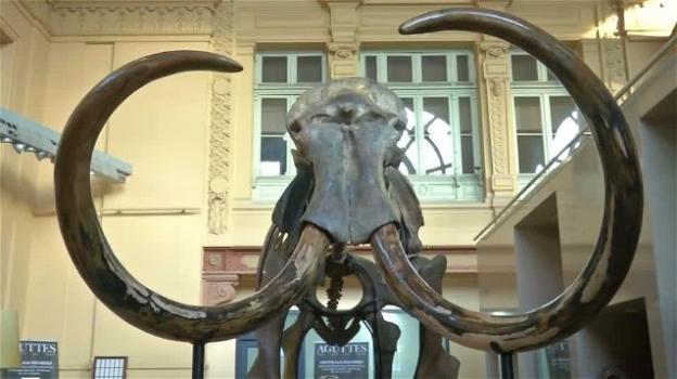 Francia: andrà all’asta lo scheletro di un mammut vissuto 15mila anni fa