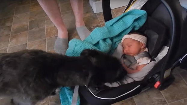 Un cane incontra la sua “sorellina” per la prima volta: quel momento è tenerissimo!