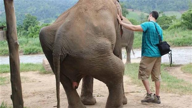 Elefanti usati come attrazione turistica: queste immagini scioccanti mostrano la loro sofferenza
