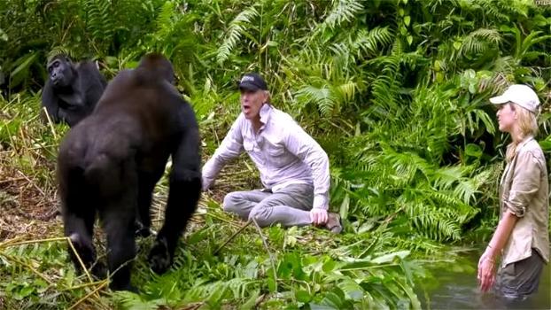 Fa visita al gorilla che ha cresciuto come un bambino. Ecco la reazione dell’animale quando gli presenta sua moglie
