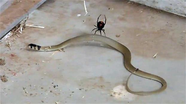 Un ragno australiano riesce a catturare un serpente 50 volte più grande di lui