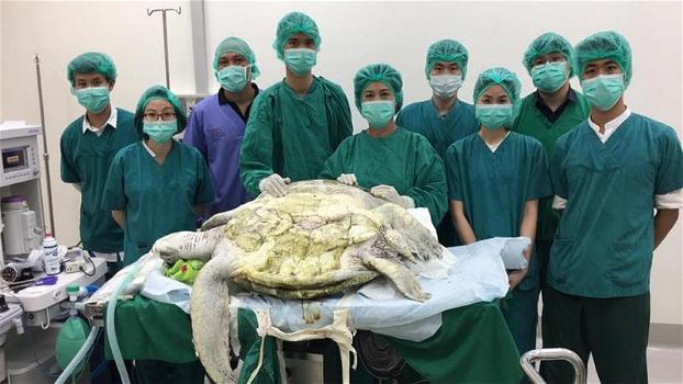 Thailandia: veterinari rimuovono 915 monete dallo stomaco di una tartaruga