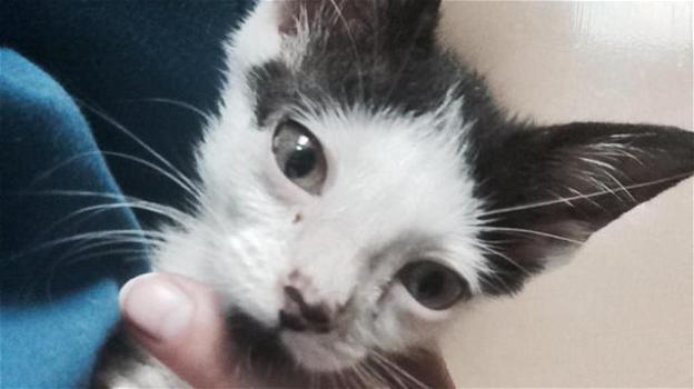 Un gatto è stato abbandonato in un tovagliolo: ora sta meglio