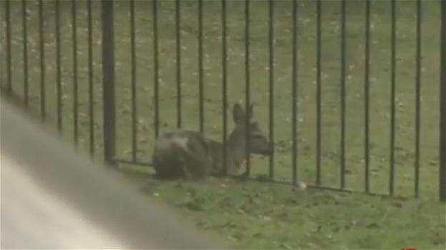 Cervo rimane intrappolato in una recinzione, i volontari lo salvano