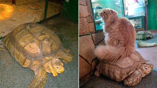 Il gatto guardiano dello zoo fa il suo dovere e blocca la fuga delle tartarughe