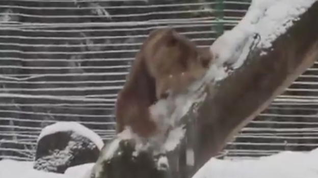 Reazione incredibile dell’orso che vede la neve dopo vent’anni
