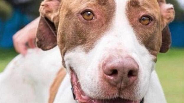 Miracolo di Natale: un cane viene salvato dall’eutanasia