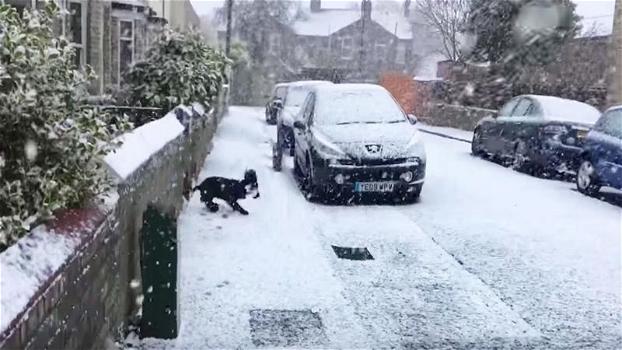 Non aveva mai visto la neve: la reazione di questo cane è davvero adorabile!