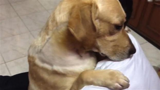 Rivede il suo padrone dopo un delicato intervento: la reazione del cane è commovente!