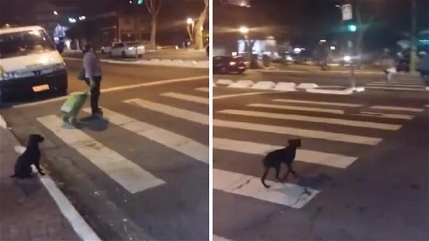 Questo cane è davvero intelligente: aspetta il verde al semaforo prima di attraversare