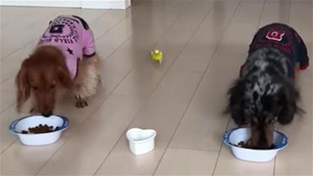 I cani stavano mangiando quando arriva il pappagallino. Quello che accade è esilarante!