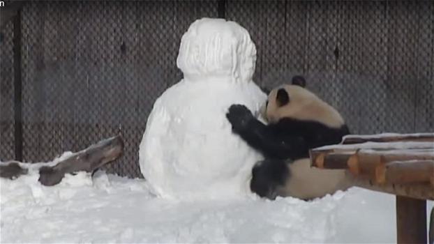 Fanno un pupazzo di neve nel recinto del panda: la sua reazione è del tutto inaspettata!