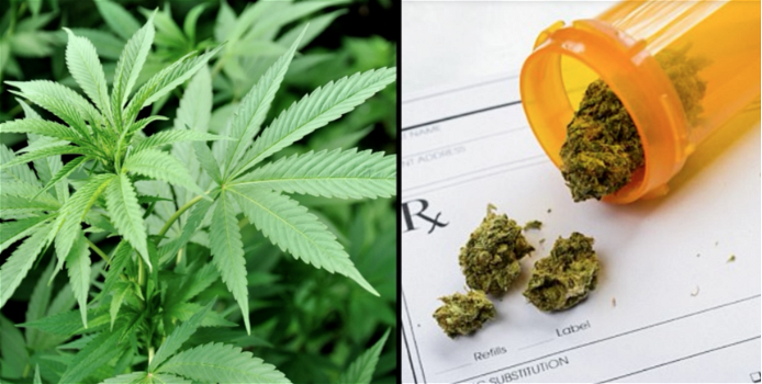 L’Organizzazione Mondiale Sanità spiega: “la marijuana medica non è droga”