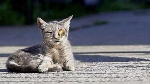 Un gatto con un occhio malato viene salvato assieme ai fratelli