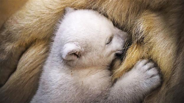 In Gran Bretagna nasce il primo orso polare dopo 25 anni, ma il destino è crudele