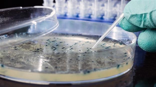 Tumore colon-retto: si può combattere con batteri intestinali modificati in laboratorio