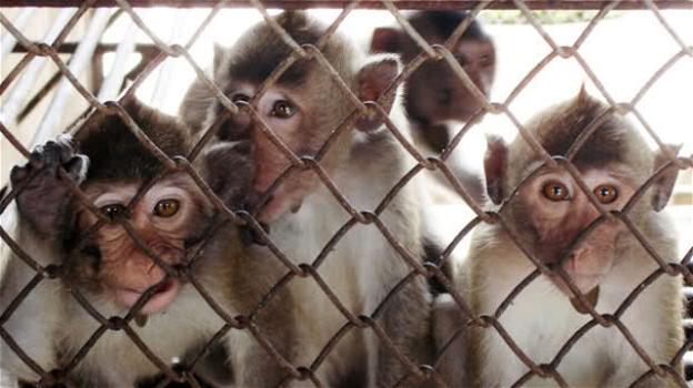 Volkswagen, Bmw e Daimler nei guai: gas di scarico testati sulle scimmie