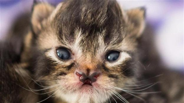 In Canada è nato un gatto particolare: ha il naso a forma di farfalla