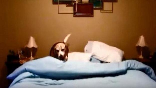 Questo beagle è pronto per fare la nanna: quello che fa ogni sera è davvero esilarante!