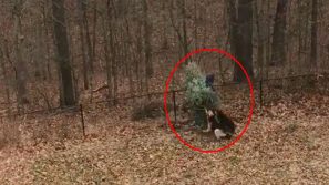 Un uomo sta piantando l’abete: poco dopo è coinvolto in un incontro di “wrestling” con il suo cane