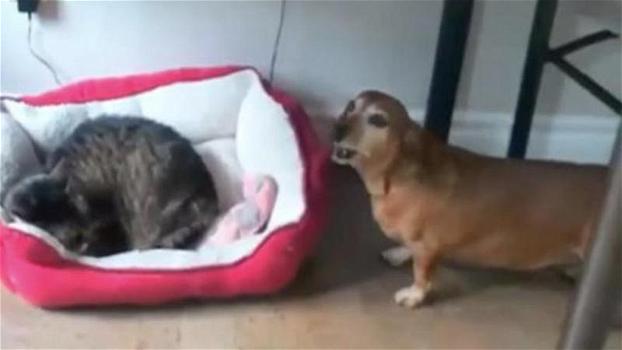 Il cane trova il gatto nella sua cuccia. La sua reazione vi farà ridere di gusto!