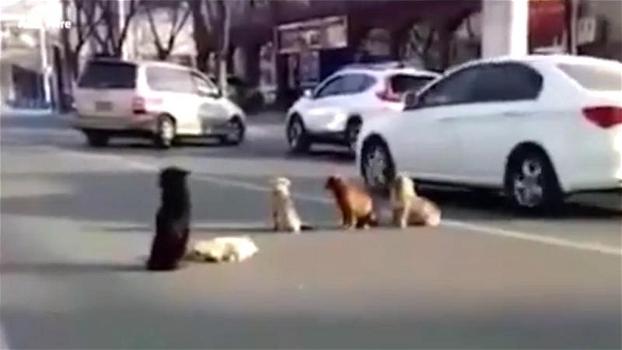 Un cane viene investito da un’auto: i suoi “amici” vegliano sul suo corpo sull’asfalto