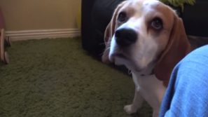 Il padrone chiede al suo cane chi ha fatto la pipì sul tappeto: la risposta dell’animale è fantastica!