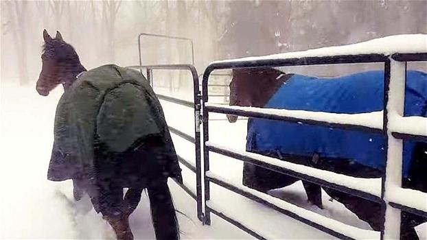 Fa uscire i suoi cavalli dalla stalla mentre nevica. La reazione dei due animali è esilarante!