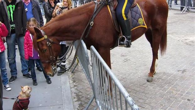 Un piccolo bulldog francese si avvicina al cavallo della polizia: la loro interazione è tenerissima!