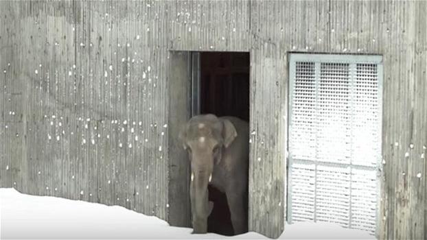 Lo zoo è chiuso per una forte nevicata. Le telecamere riprendono gli animali che giocano con la neve