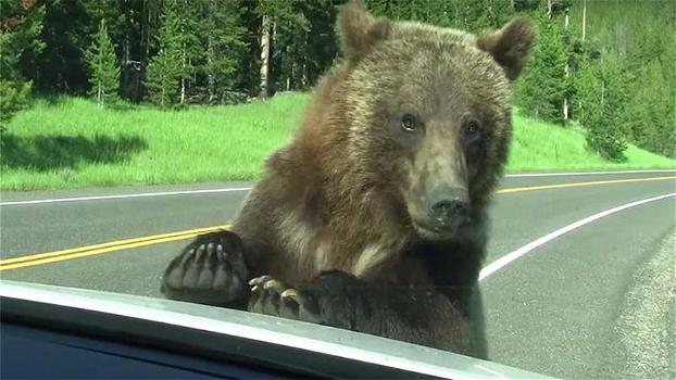 Parco di Yellowstone: un orso attacca l’auto dei turisti. Quello che accade lascia tutti basiti!