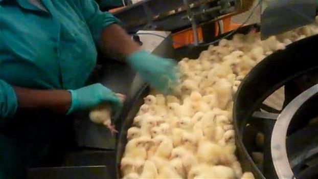 Pulcini tritati vivi e schiacciati: ecco dove nascono i futuri polli da carne
