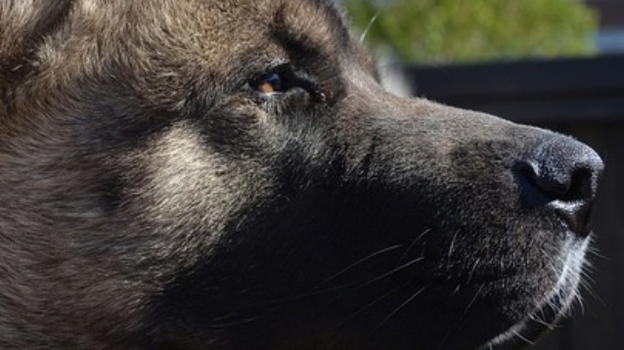 Il cane non entra nel supermercato: è "grande come una mucca"