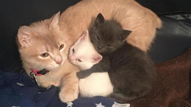Alcuni gatti sono stati ritrovati in uno scantinato, adesso hanno una tenera mamma